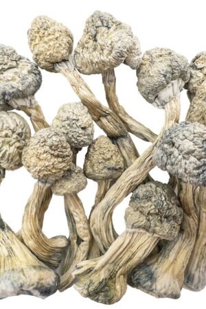 Albino Penis Envy Magic Mushrooms