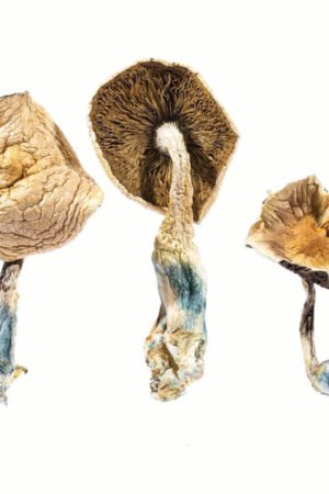 Aztec Gods Magic Mushrooms