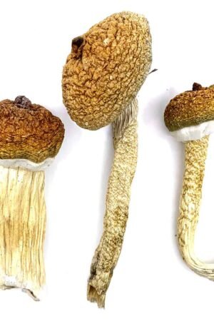 Blue Meanie Magic Mushrooms