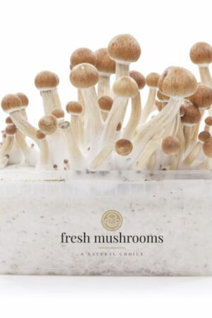 FreshMushrooms® grow kit Amazon