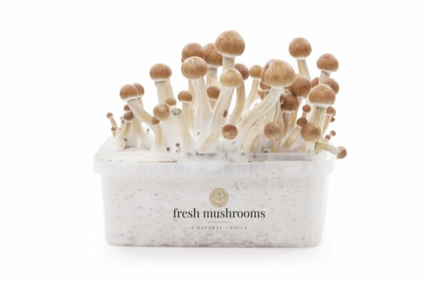 FreshMushrooms® grow kit Amazon