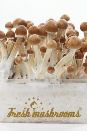 FreshMushrooms® grow kit B+
