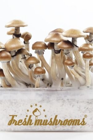 FreshMushrooms® Grow Kit Golden Teacher
