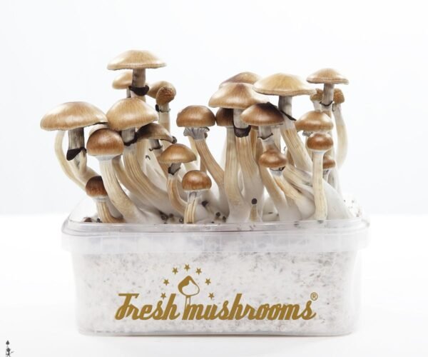 FreshMushrooms® Grow Kit Golden Teacher