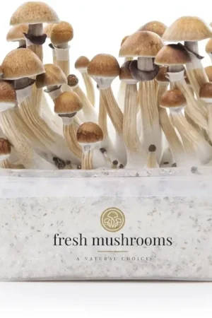FreshMushrooms® grow kit McKennaii