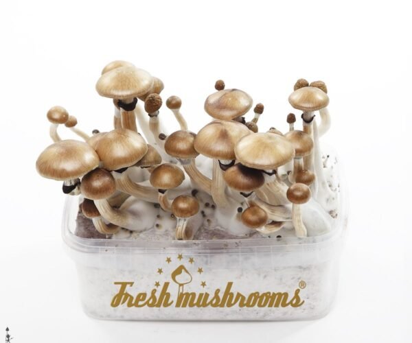 blue oyster mushrooms