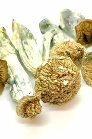 Gold Member Dried Magic Mushrooms