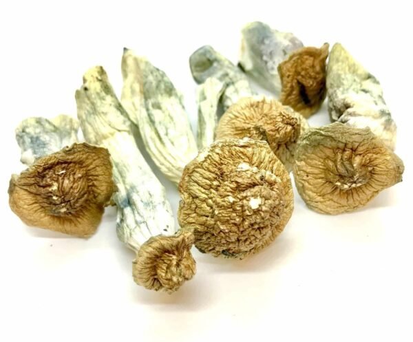 Gold Member Dried Magic Mushrooms