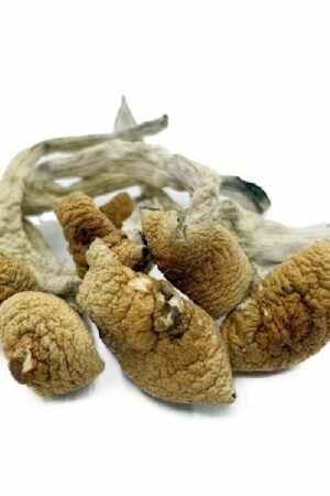 Lizard King Magic Mushrooms