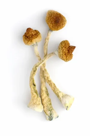 McKennaii Dried Magic Mushrooms
