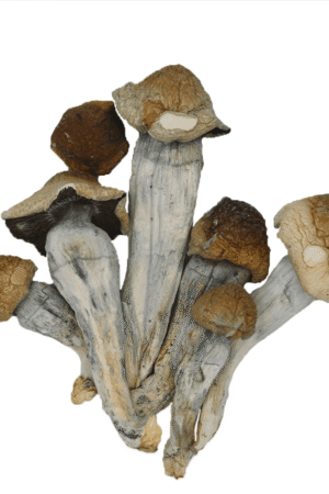 Penis Envy Magic Mushrooms