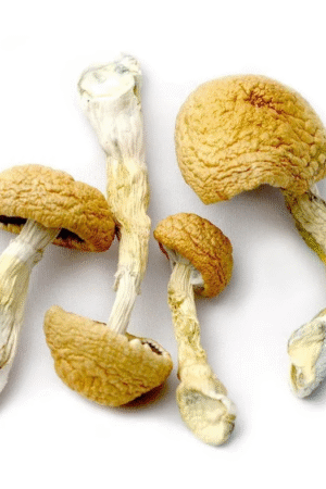 Tidal Wave Magic Mushrooms