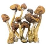 Trinity Magic Mushrooms