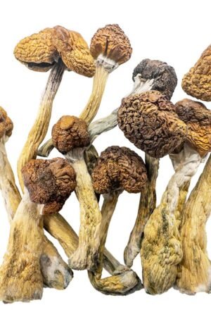 Trinity Magic Mushrooms