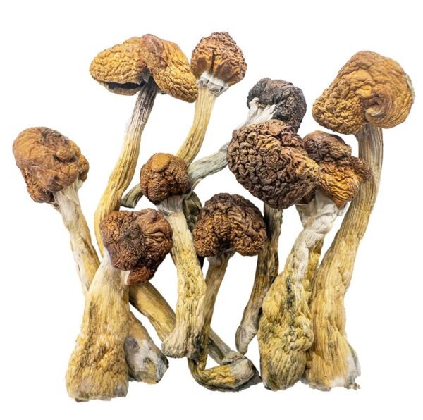 Trinity Magic Mushrooms