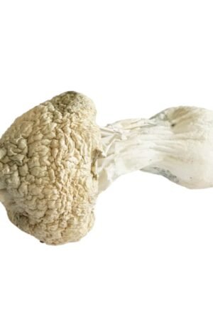 White Rabbit Dried Magic Mushrooms