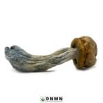 Psilocybe Cubensis Strains