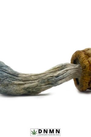 Psilocybe Cubensis Strains