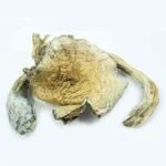 psychedelic mushrooms in Kentucky