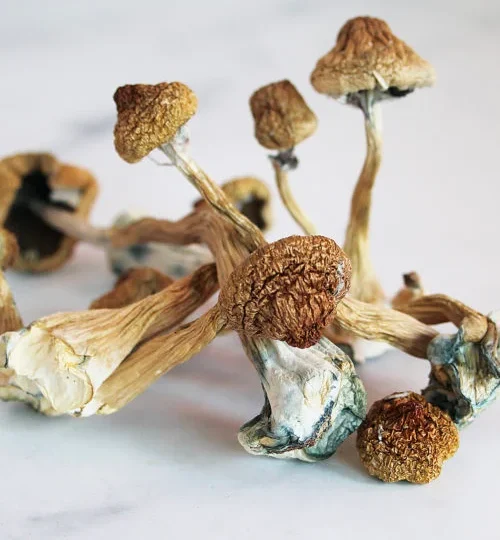 Mazatapec Mushrooms in Finland