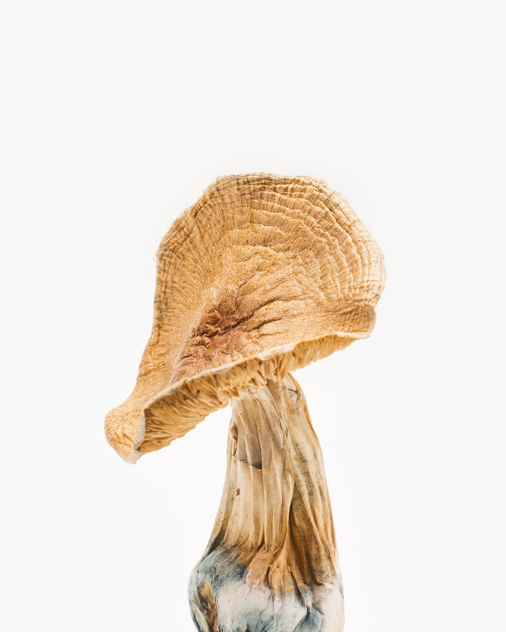 African Transkei Mushroom in USA